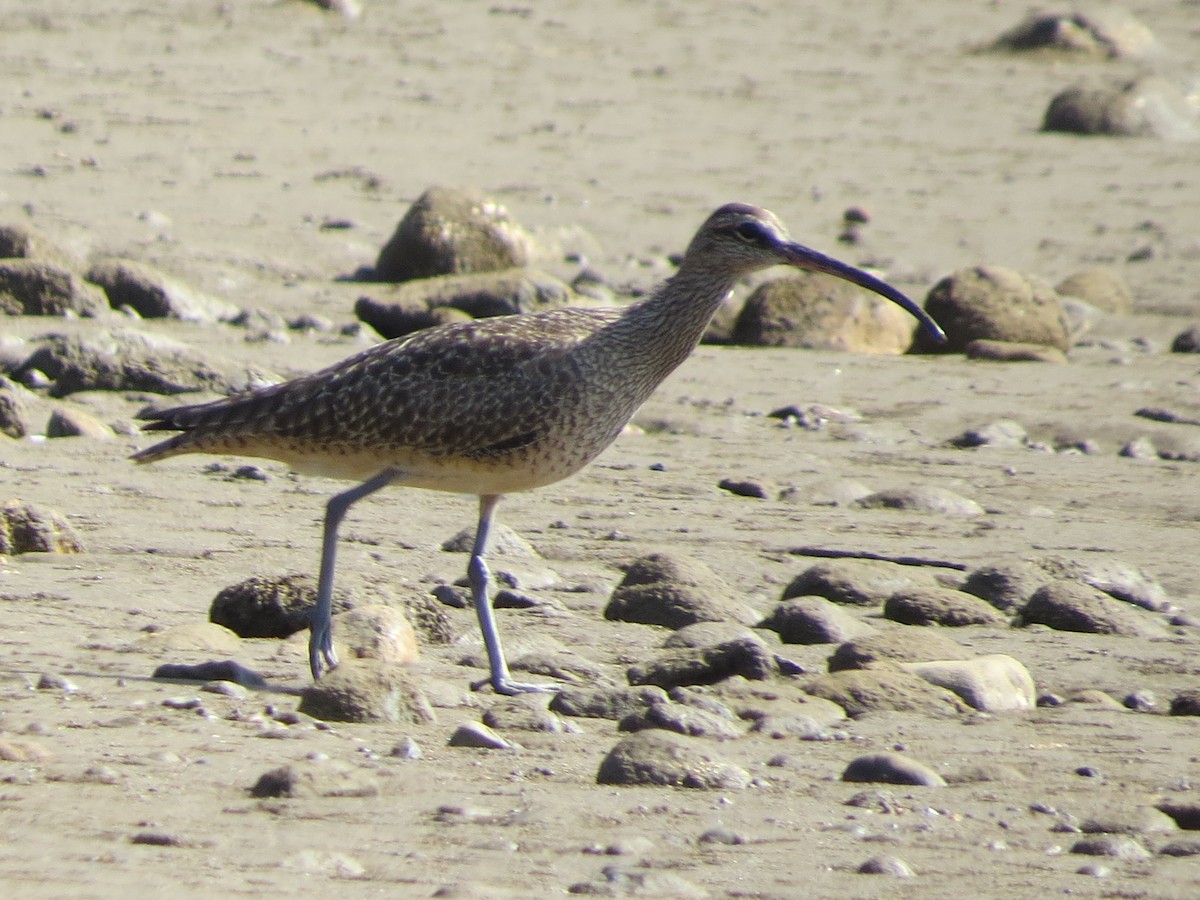 Whimbrel - Vivian Brownell