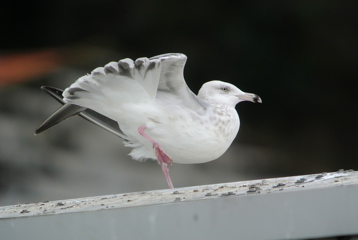 Herring Gull (American) - ML546100291