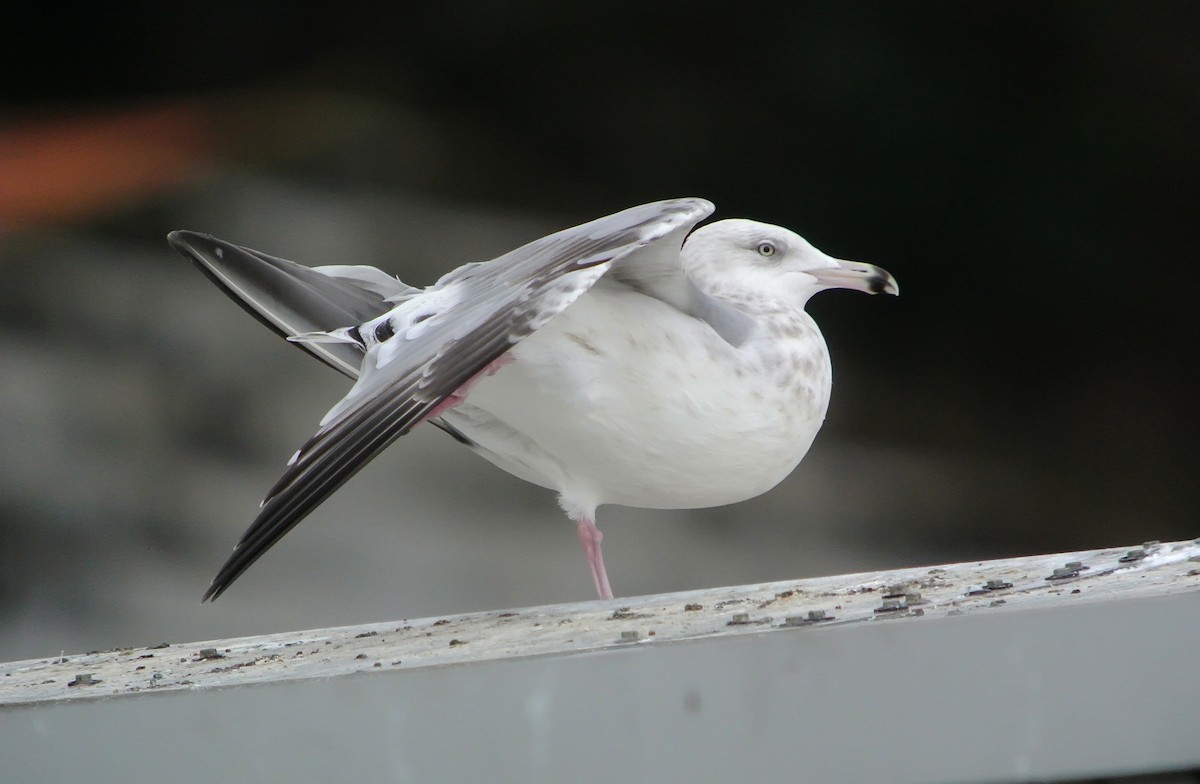 Herring Gull (American) - ML546100311