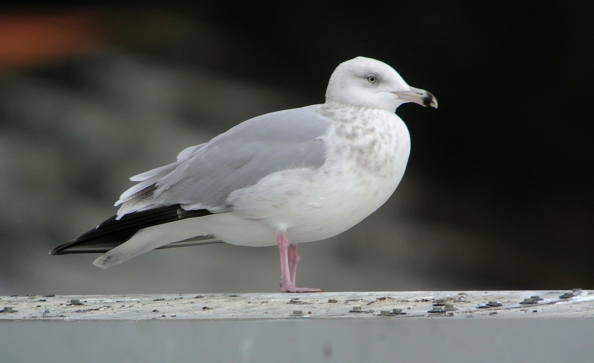 Herring Gull (American) - ML546100331