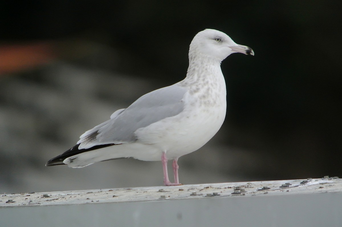 Herring Gull (American) - ML546100341