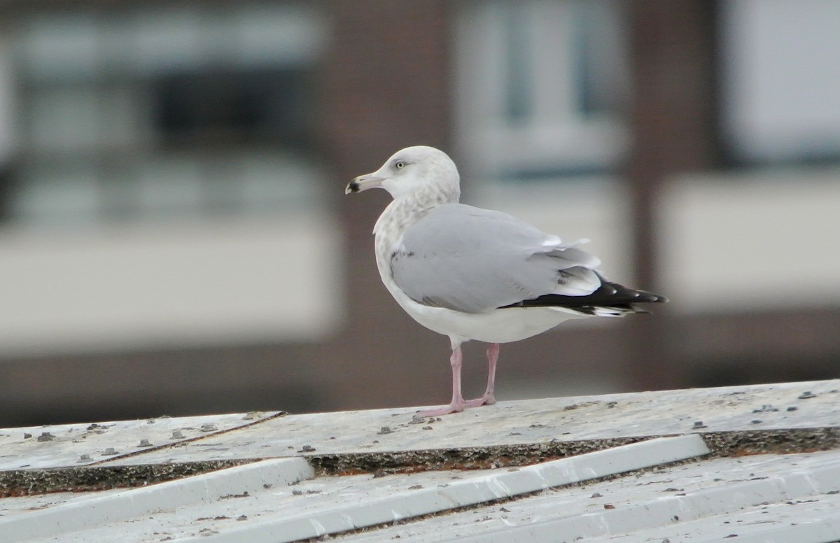 Herring Gull (American) - ML546100351