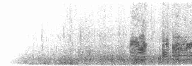  - White-capped Albatross (steadi)