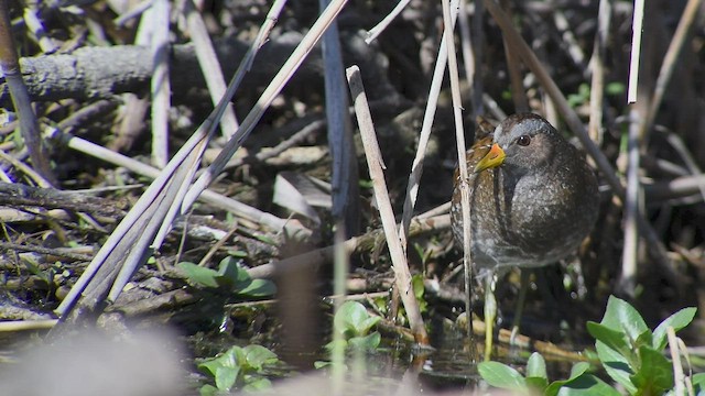 Spotted Crake - ML546103961