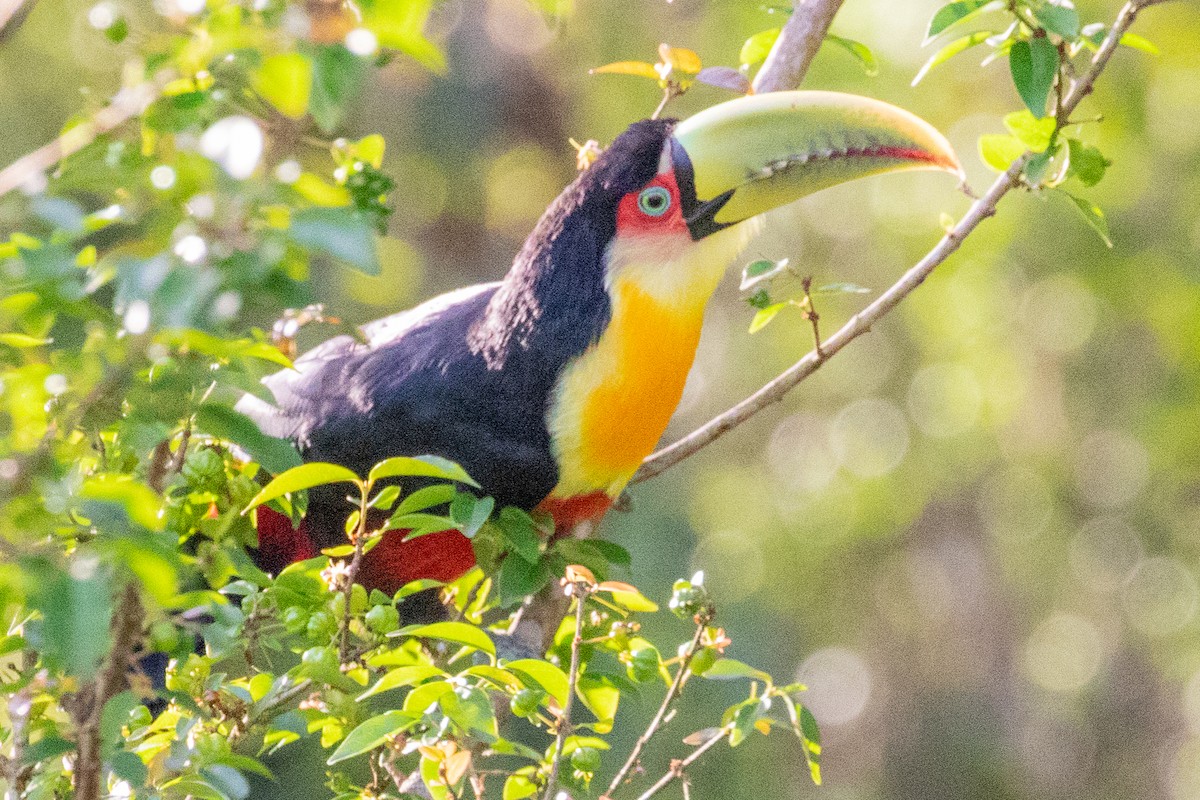 Red-breasted Toucan - Sue Wright