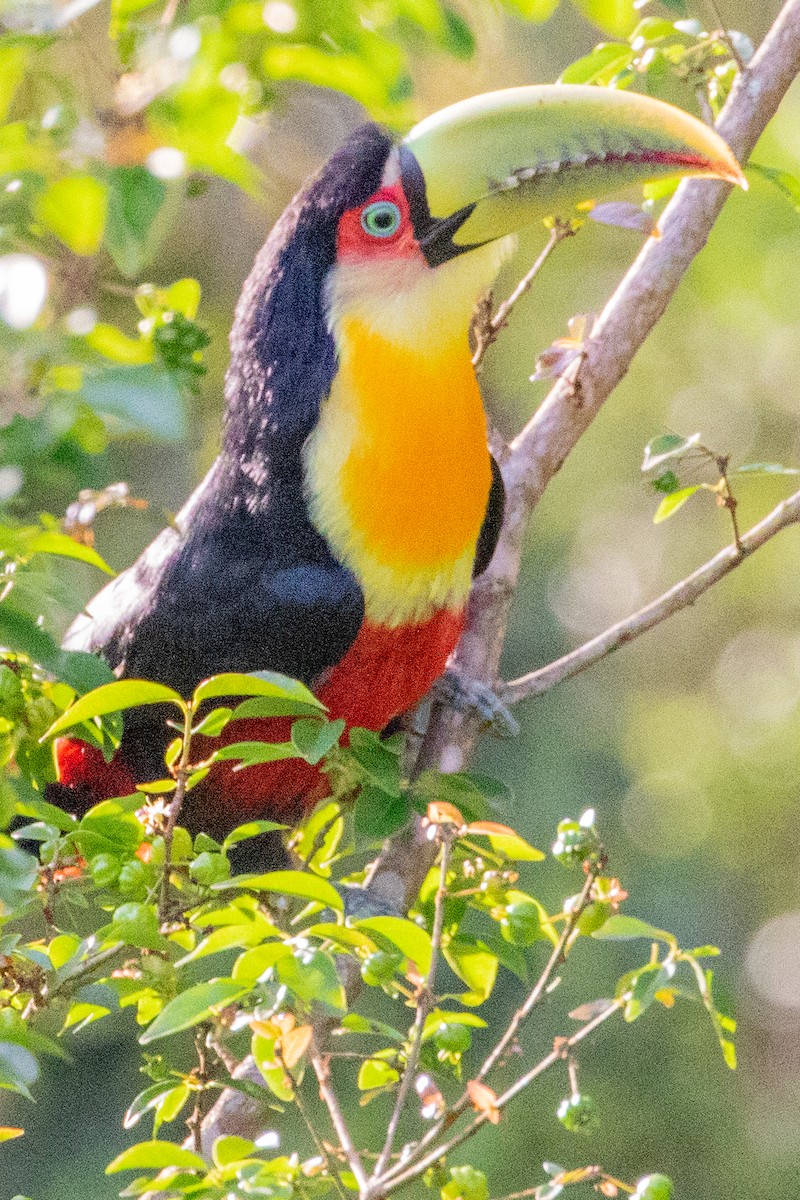 Red-breasted Toucan - ML546105811