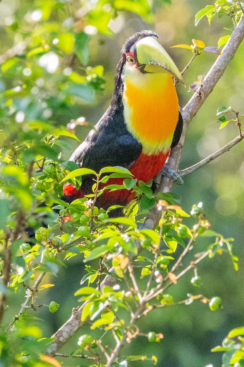 Red-breasted Toucan - ML546105881