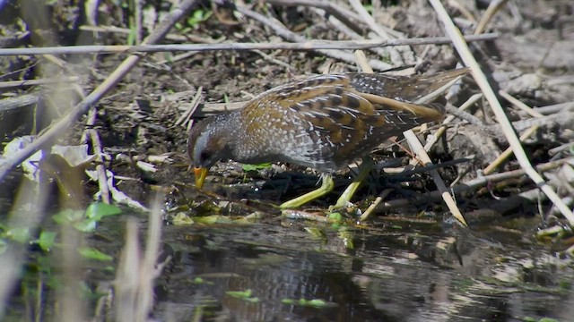 Spotted Crake - ML546106091