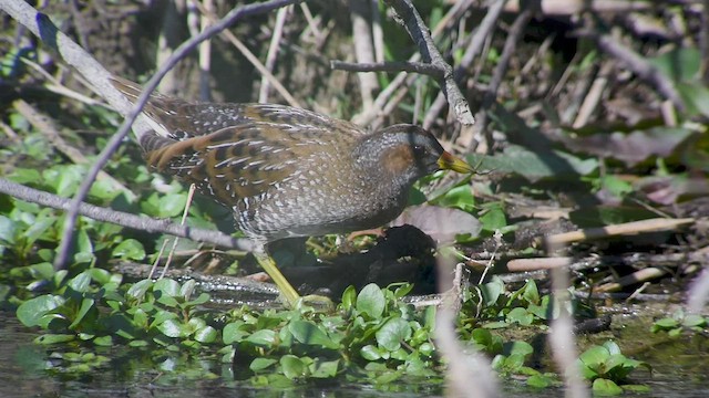 Spotted Crake - ML546106101