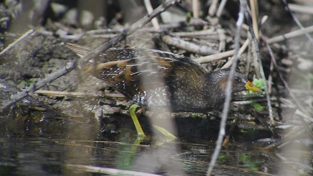 Spotted Crake - ML546107181