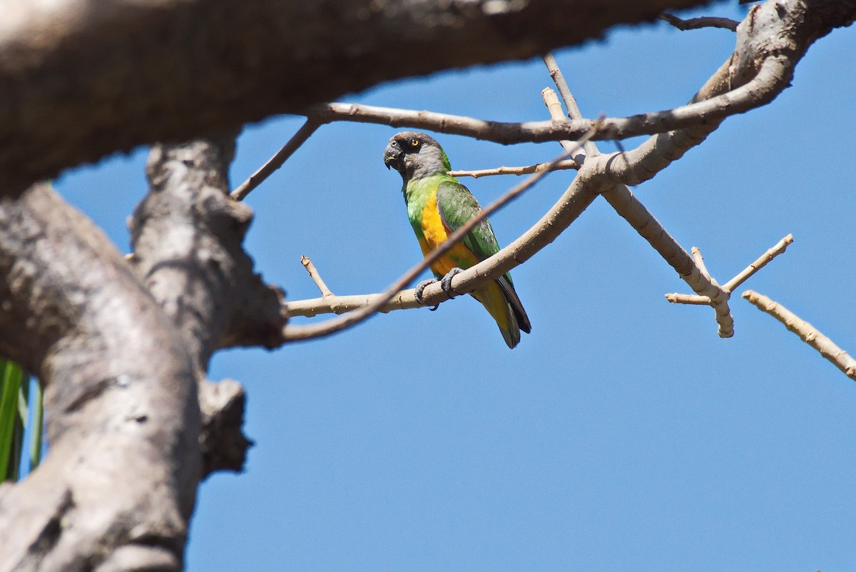 Senegal Papağanı - ML546108141