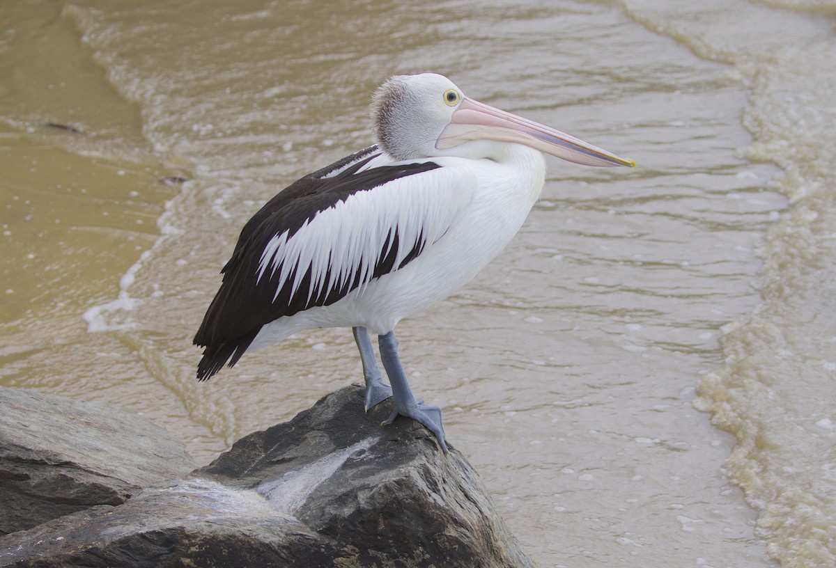 pelikán australský - ML546108621