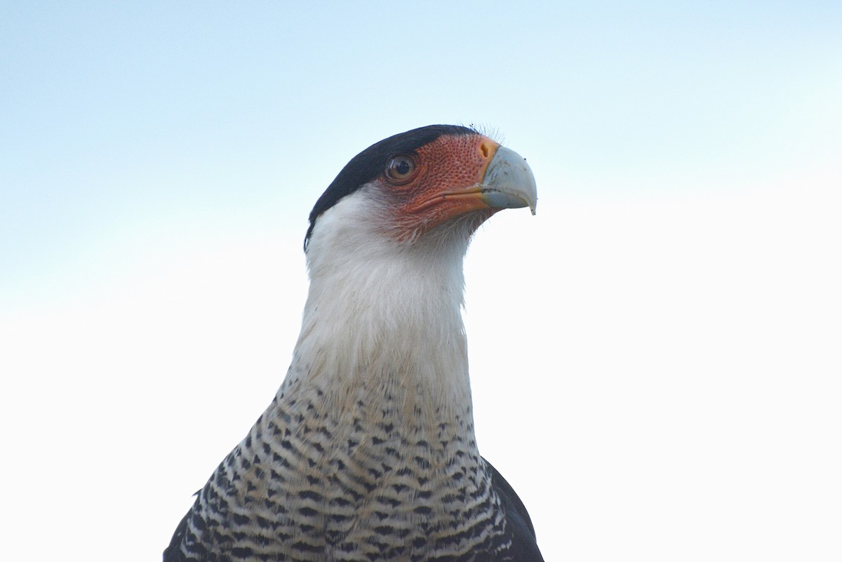 Crested Caracara (Northern) - Henry Cook