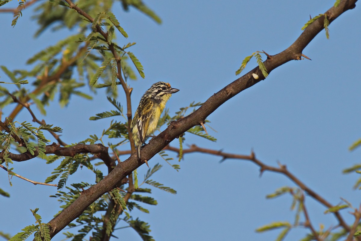 Yellow-fronted Tinkerbird - Peter Sackl