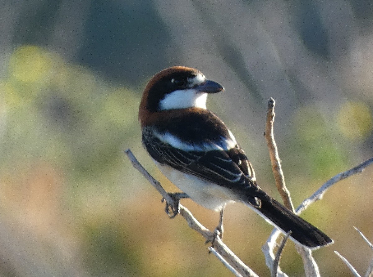 Woodchat Shrike (Balearic) - ML546113011