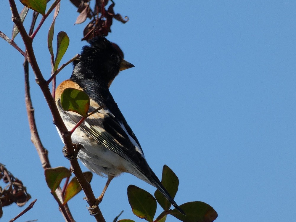 Brambling - Vicente Tamarit Garcerá