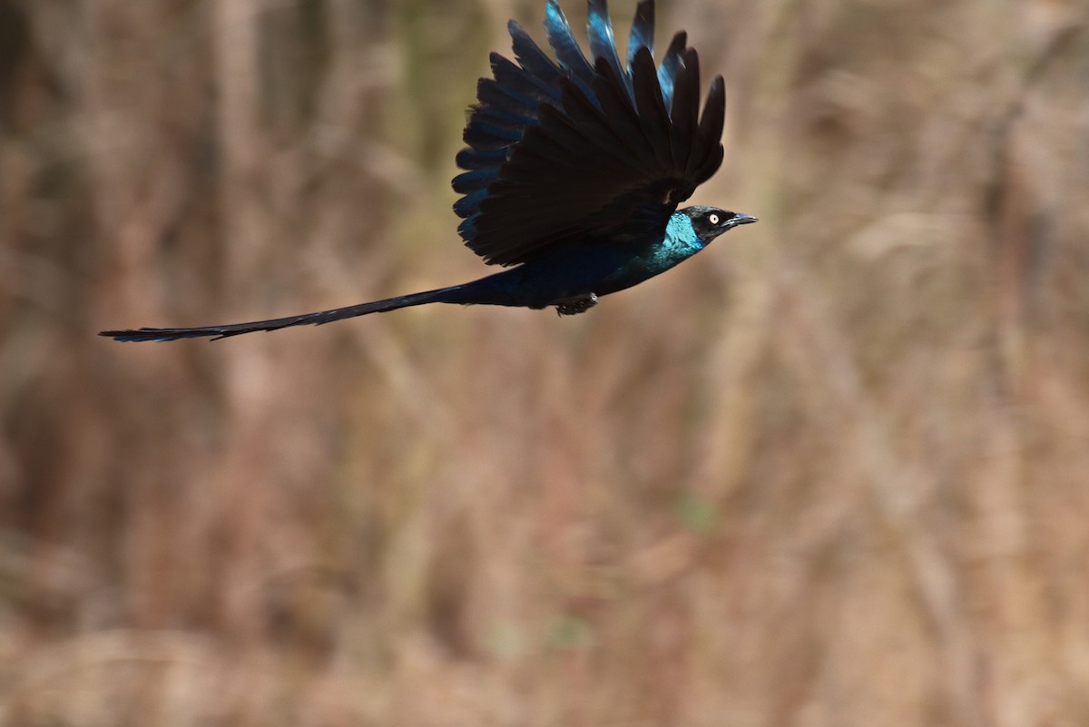 Long-tailed Glossy Starling - ML546113571