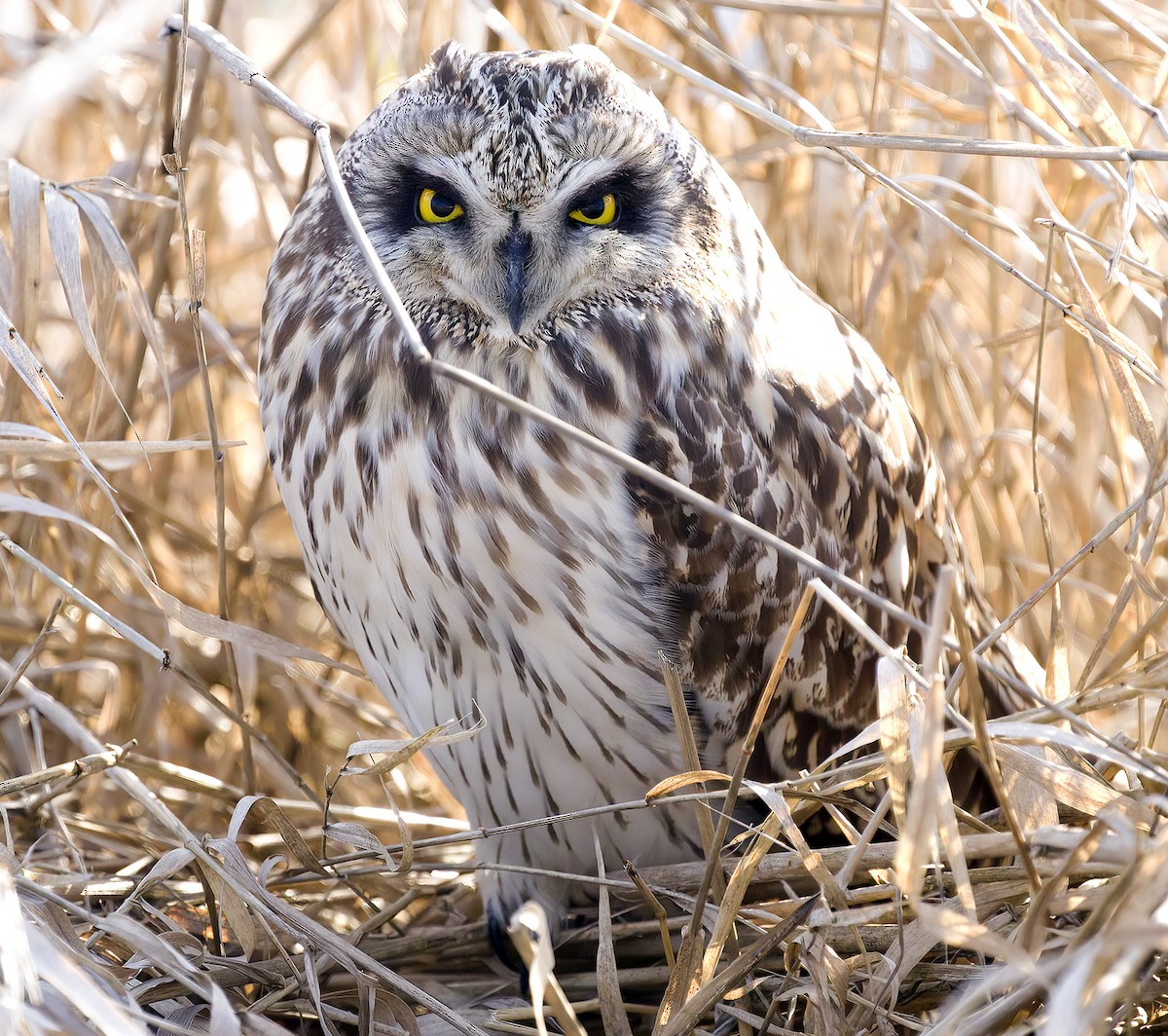 Short-eared Owl - ML546115161