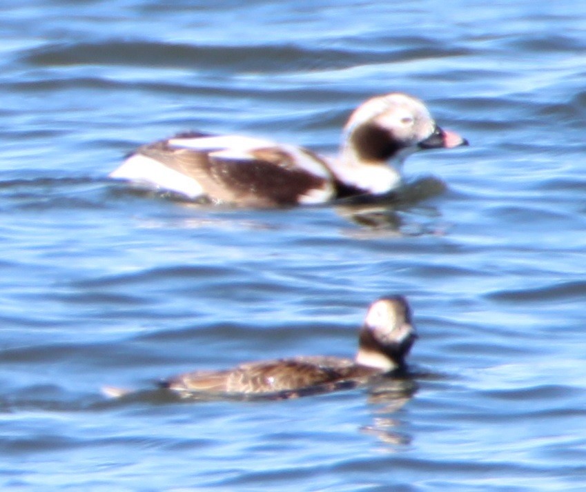Long-tailed Duck - ML54611571