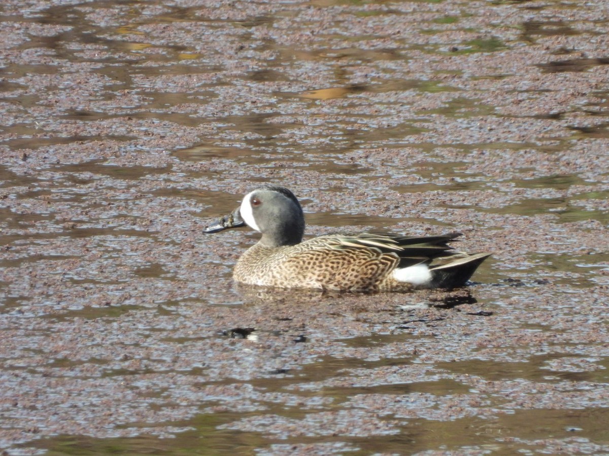 Blue-winged Teal - ML546116921