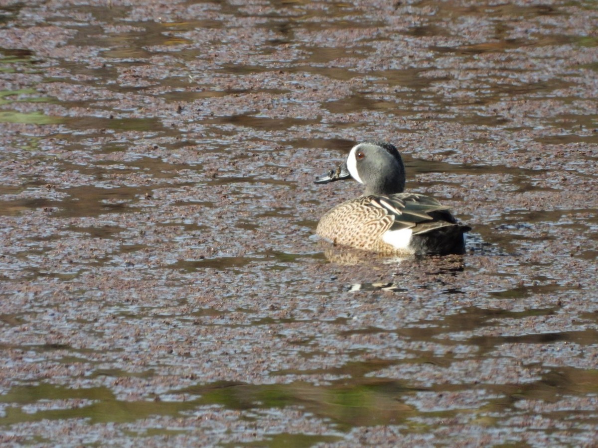 Blue-winged Teal - ML546116931