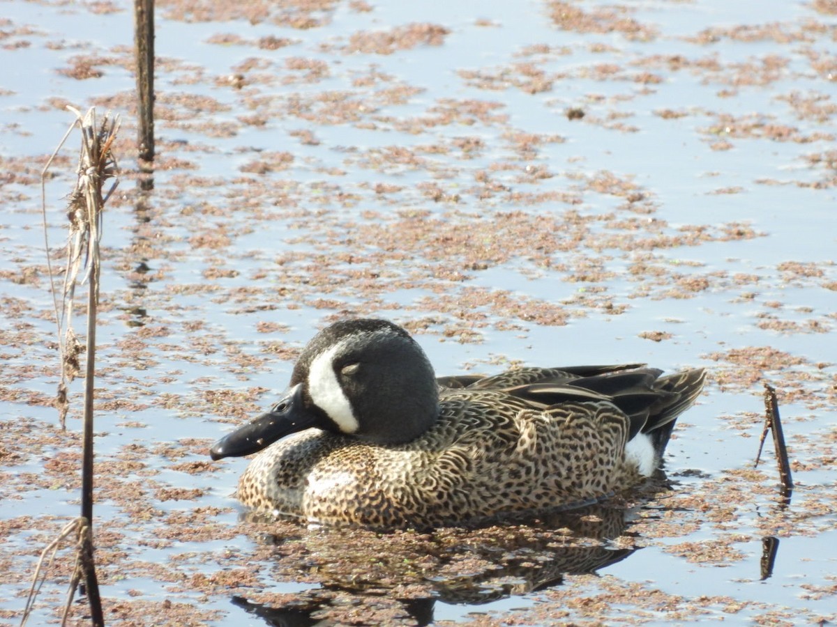 Blue-winged Teal - ML546116941