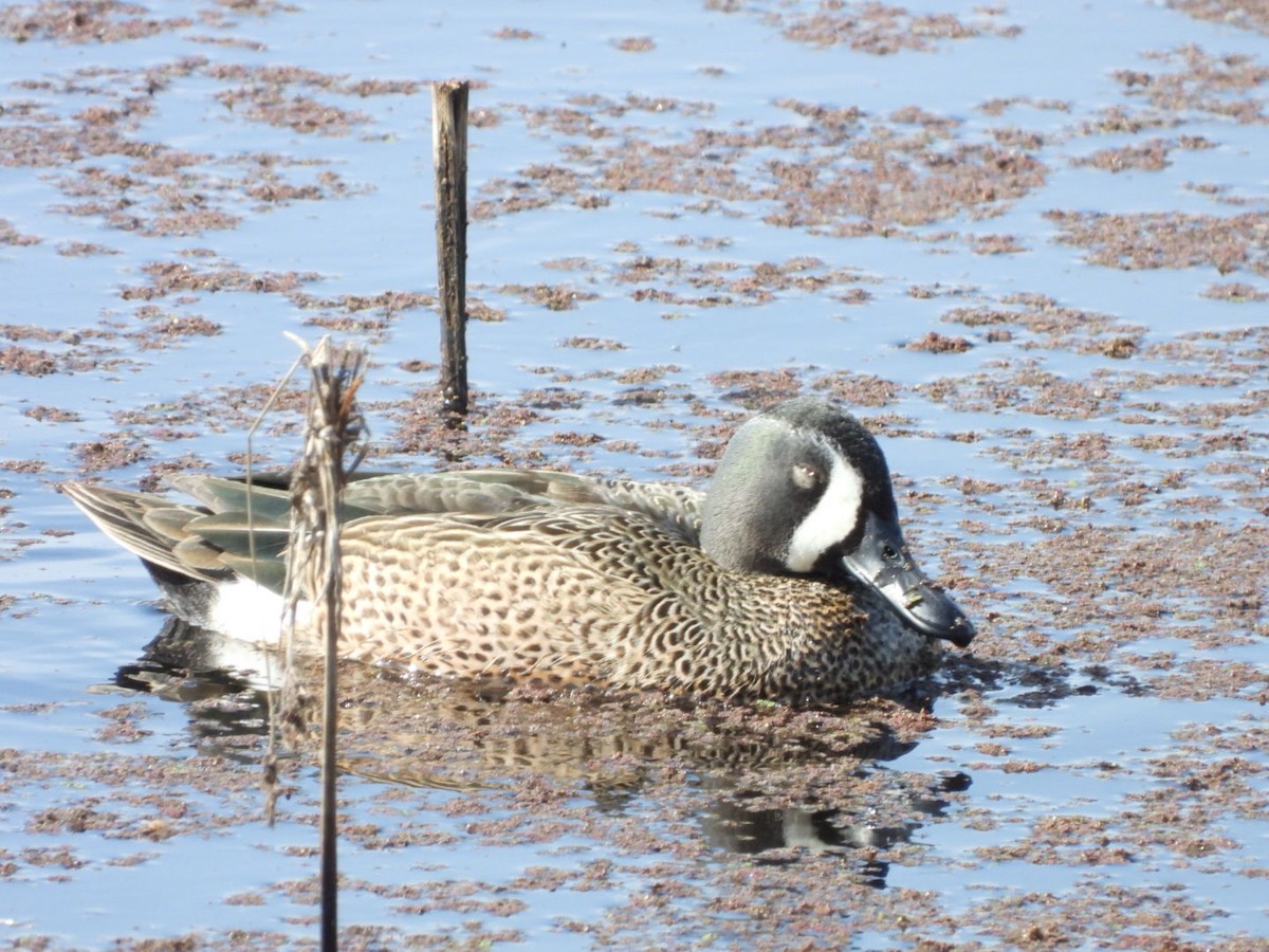 Blue-winged Teal - ML546116971