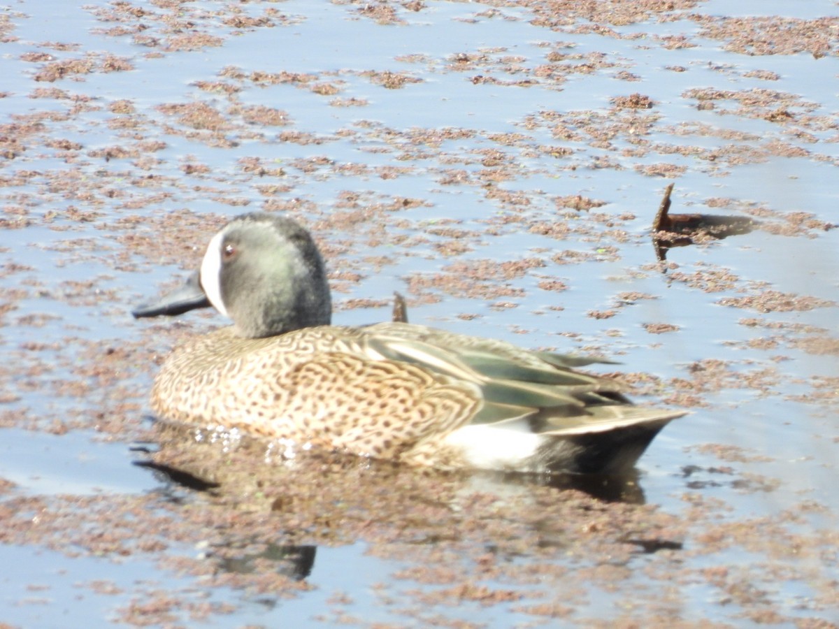 Blue-winged Teal - ML546116991