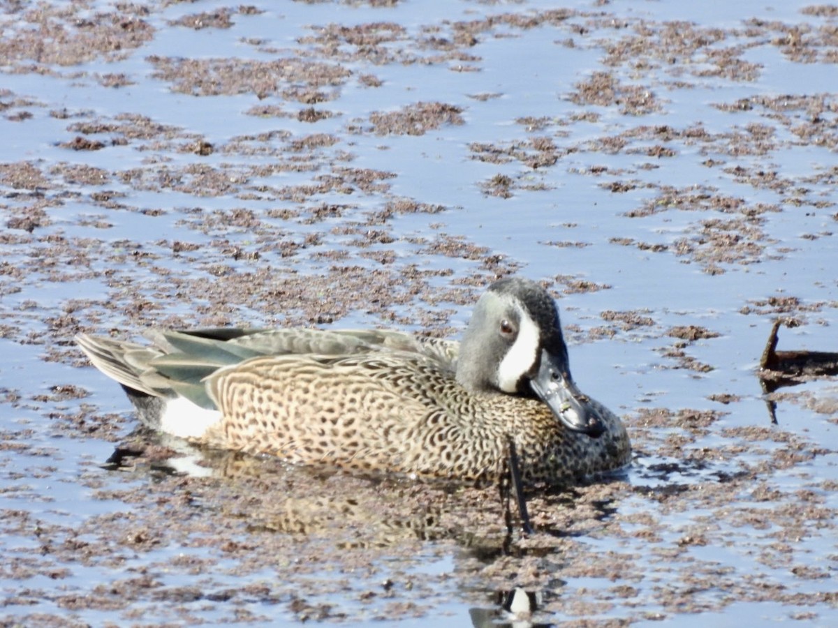 Blue-winged Teal - ML546117001