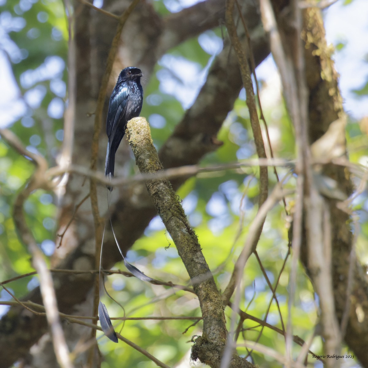Lesser Racket-tailed Drongo - ML546118011