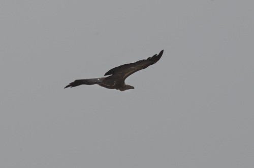 White-backed Vulture - ML546120601