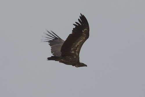 White-backed Vulture - ML546120611