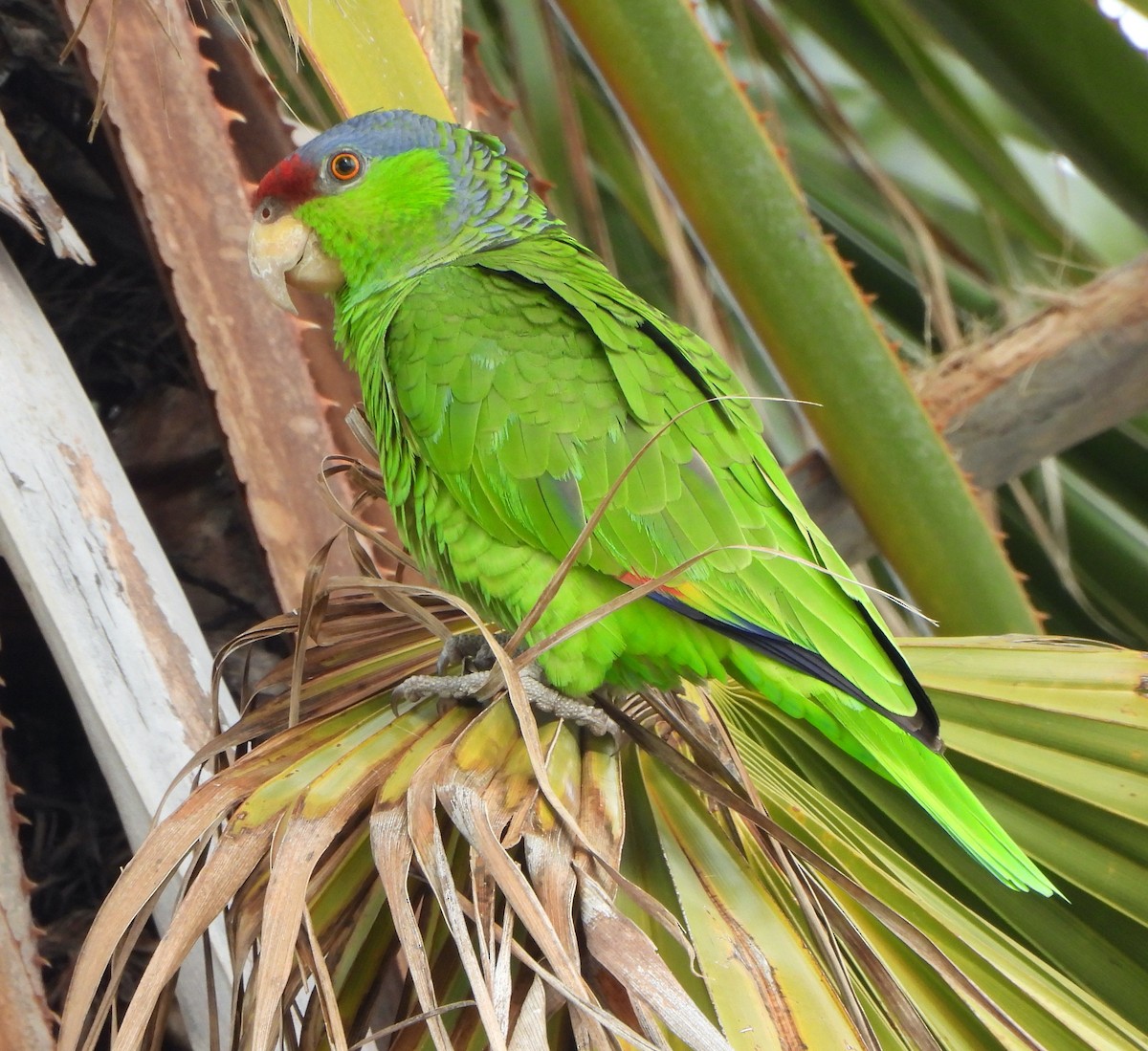 Lilac-crowned Parrot - ML546123571
