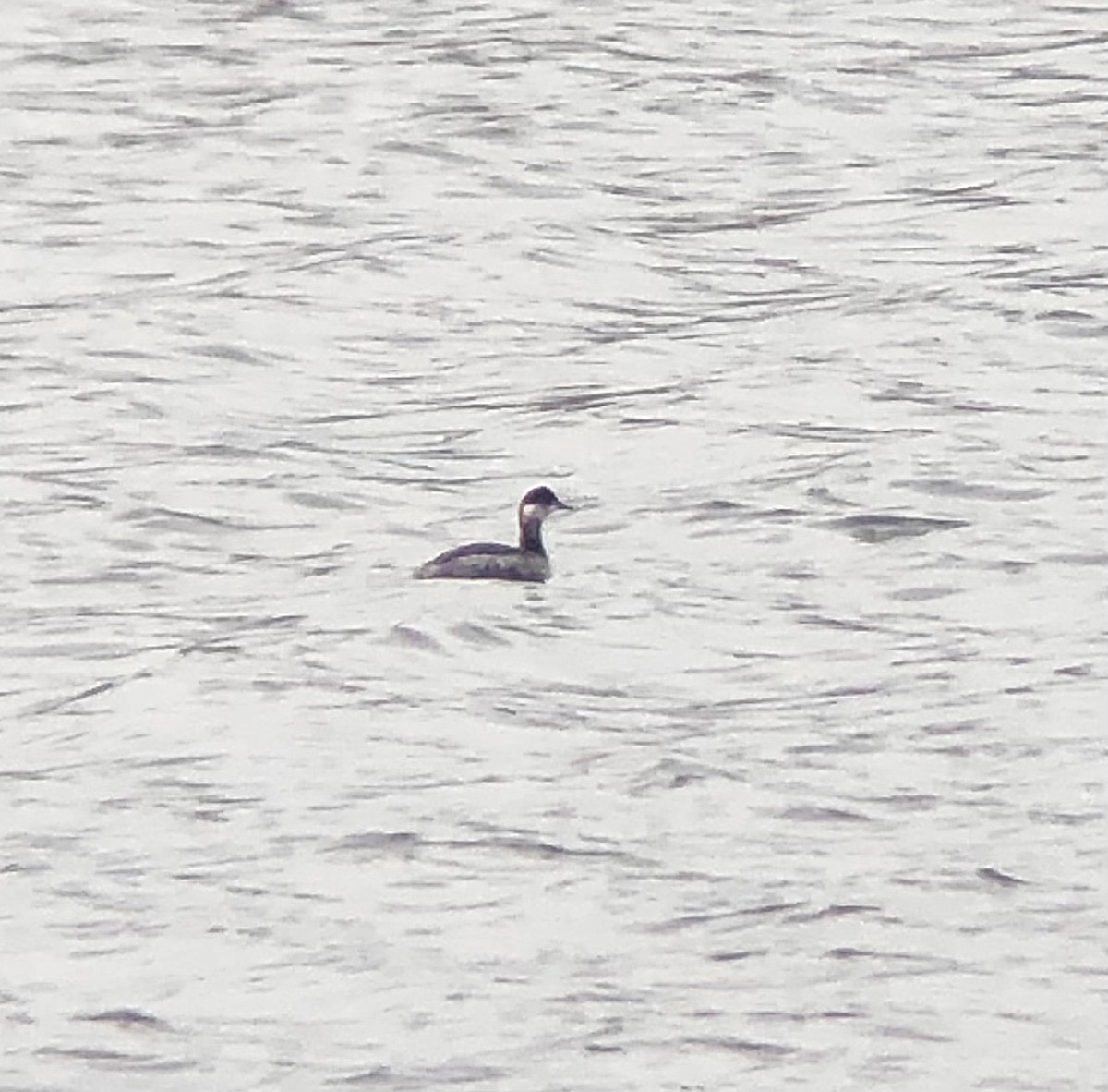 eBird Checklist 16 Mar 2023 Shirley Chisholm SP (Fountain Ave