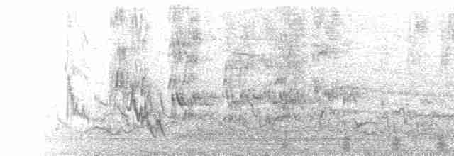  - Monteiro's Hornbill