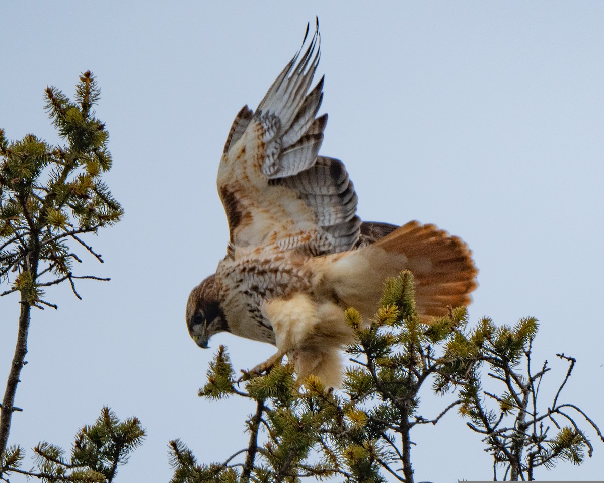 Red-tailed Hawk - ML546133021