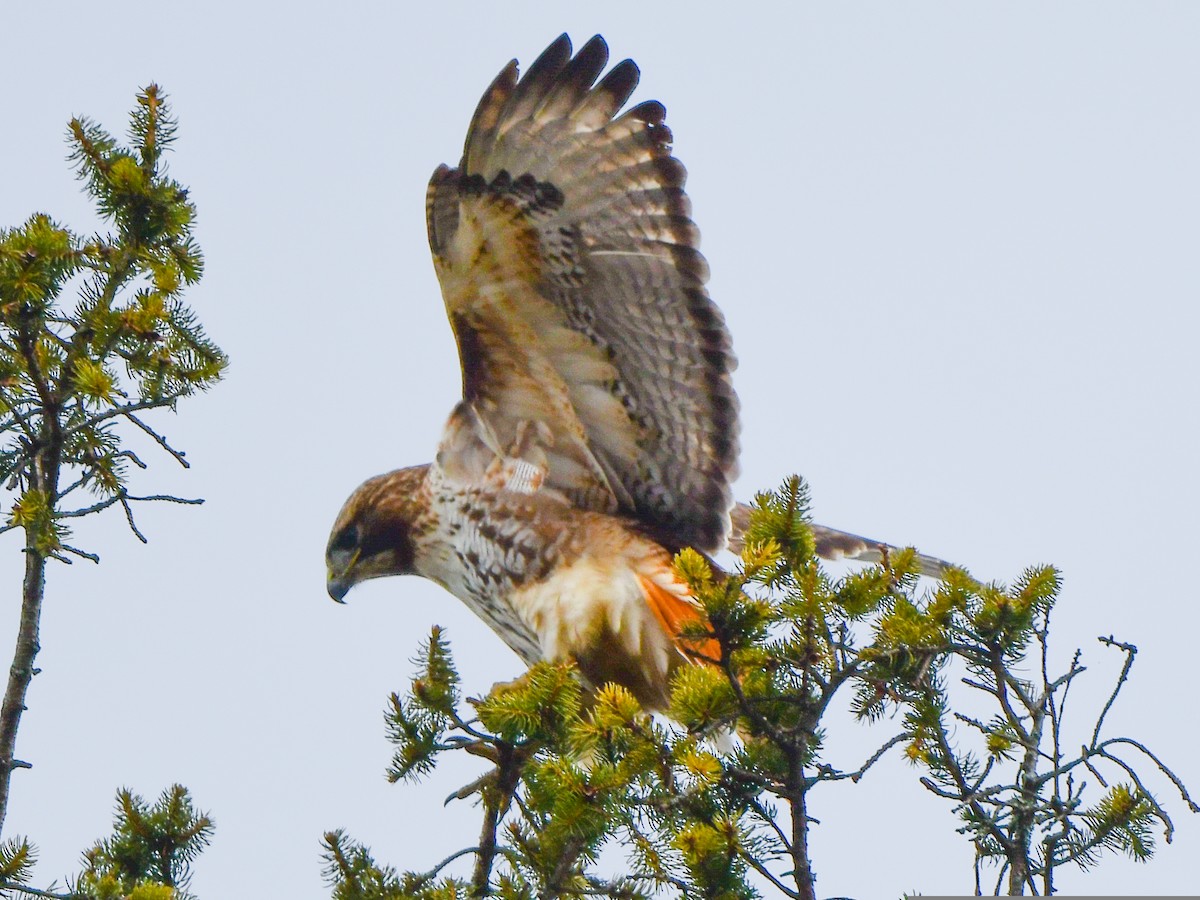 Red-tailed Hawk - ML546133241