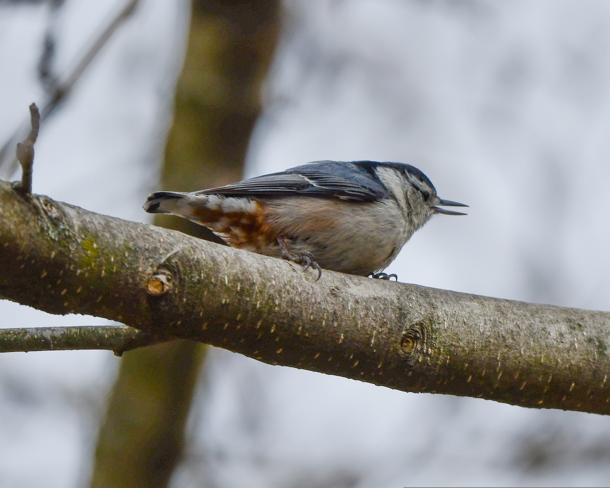 White-breasted Nuthatch - ML546133381