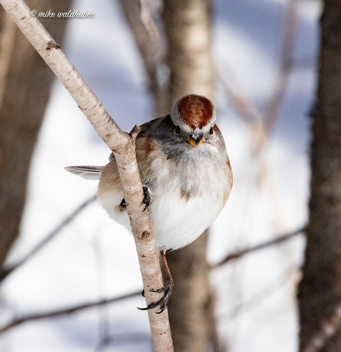 American Tree Sparrow - ML546134611