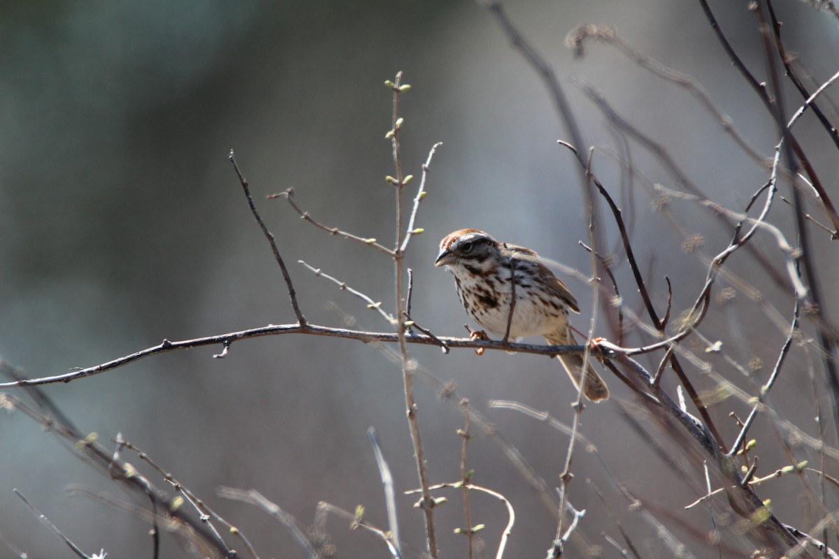 Song Sparrow - Percy Ulsamer