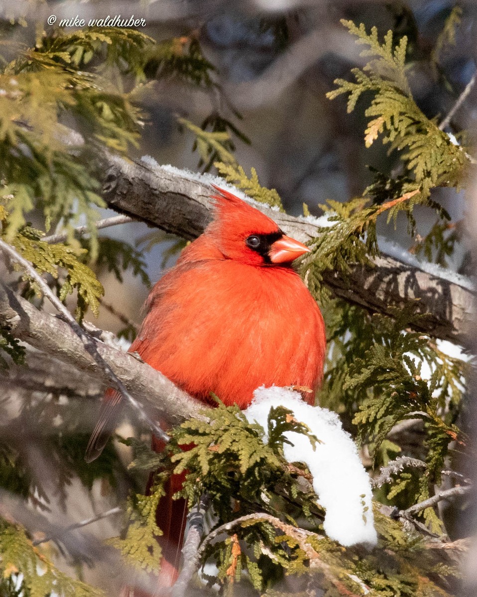Cardinal rouge - ML546135201