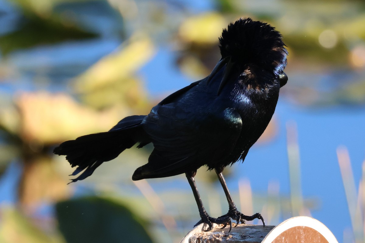 Boat-tailed Grackle - ML546137011
