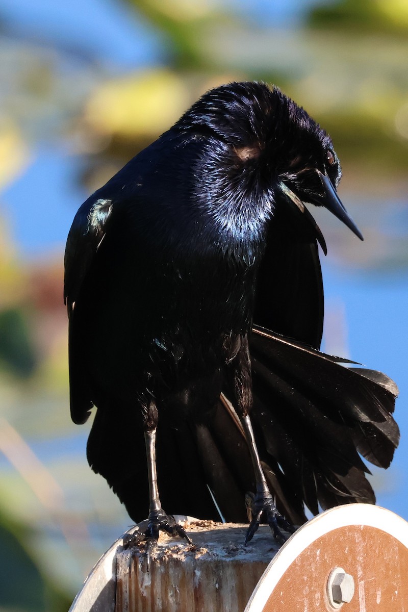 Boat-tailed Grackle - ML546137131