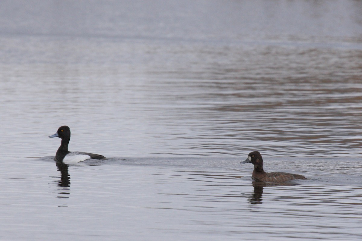 Lesser Scaup - Janet Hill