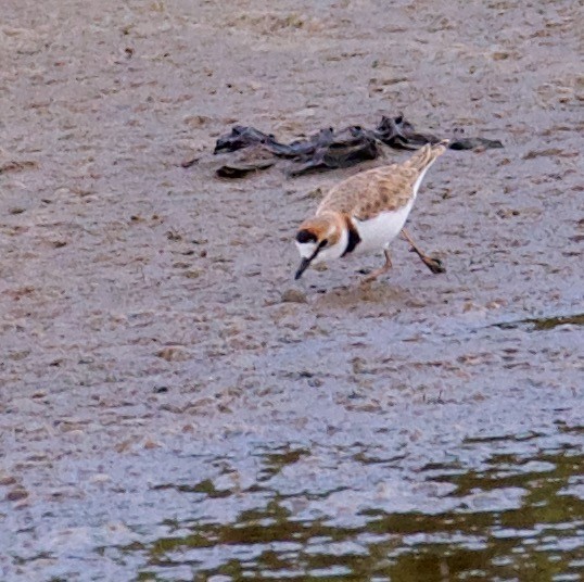 Collared Plover - ML546142271