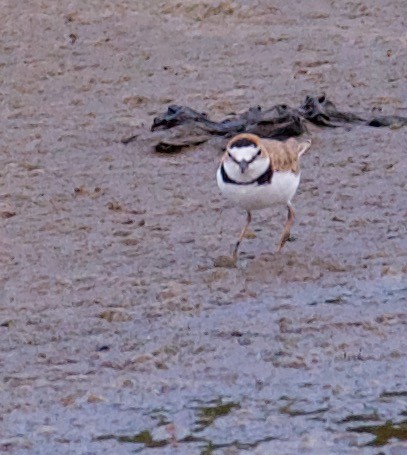 Collared Plover - ML546142281