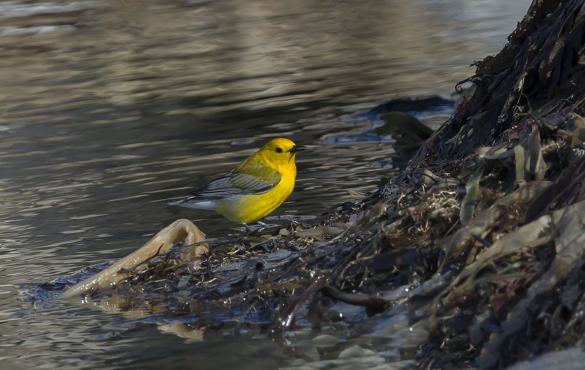 Prothonotary Warbler - ML54614251
