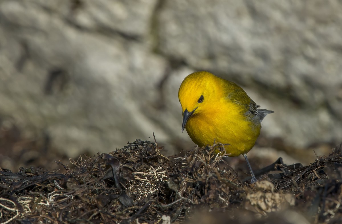 Prothonotary Warbler - ML54614281