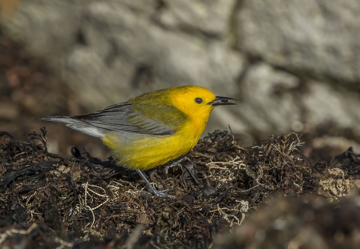 Prothonotary Warbler - ML54614311