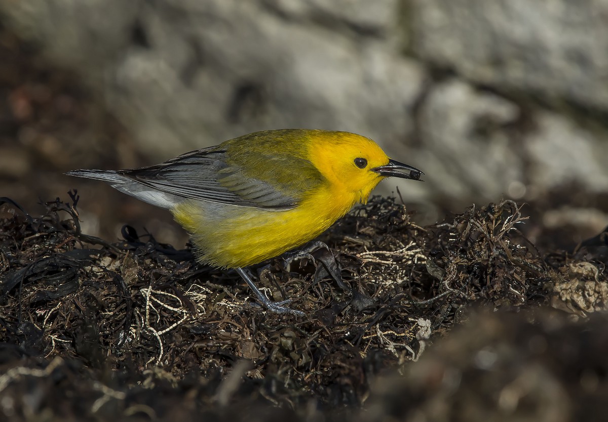 Prothonotary Warbler - ML54614321